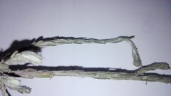 Helichrysum anomalum