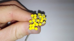 Helichrysum anomalum