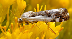 Tarache augustipennis