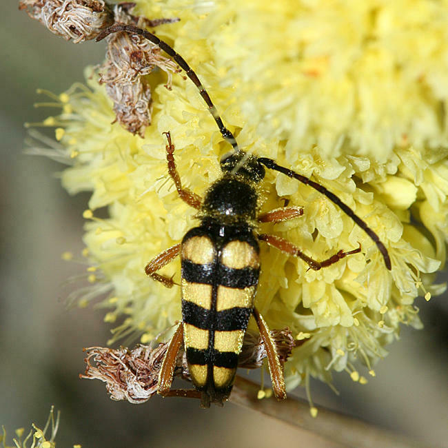Stenostrophia tribalteata