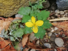 Chelidonium majus