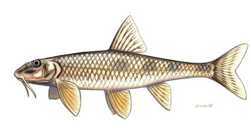 Stone Gudgeon