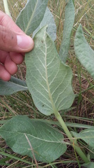 Asclepias notha
