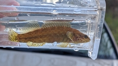 Coppercheek Darter photo 5