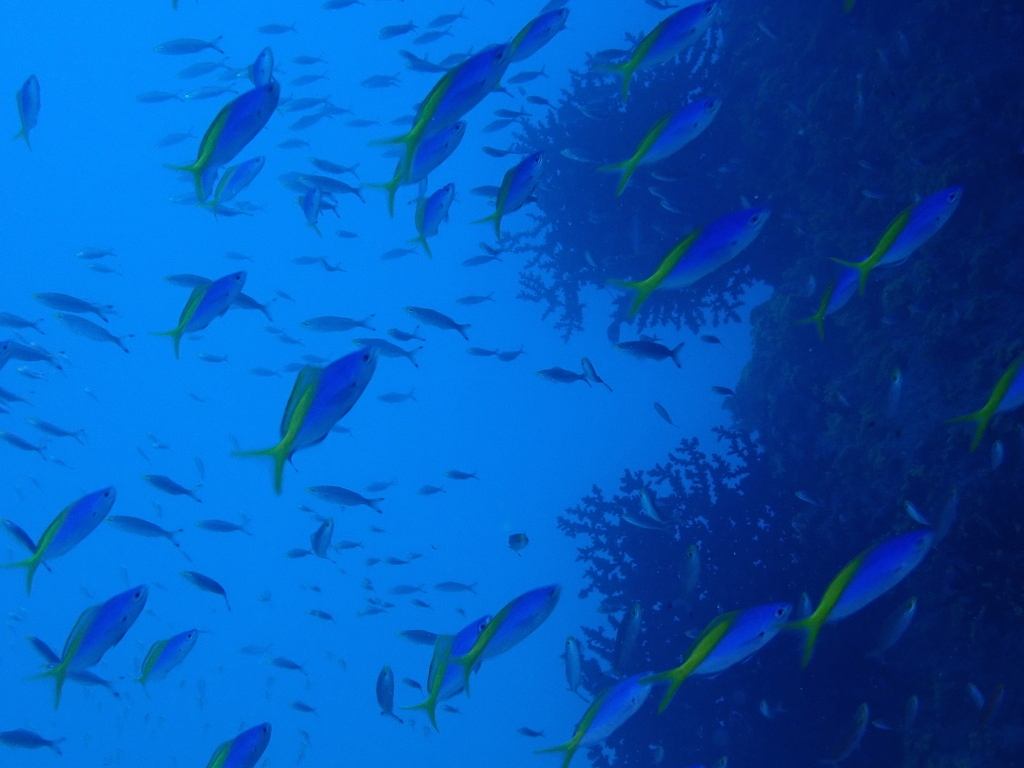 Yellow and blueback fusilier