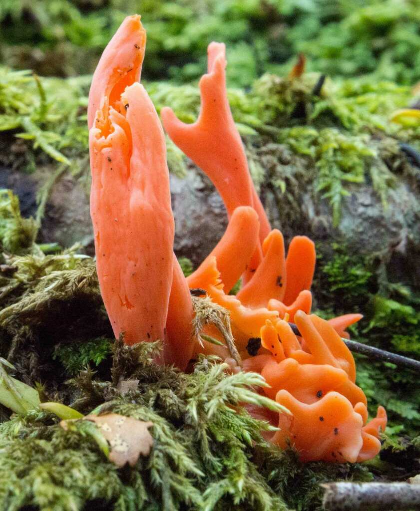 Flame fungus from Wainuiomata, Lower Hutt, New Zealand on March 15