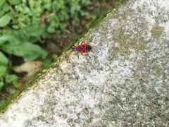 Pyrrhocoris apterus