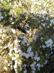 Apis mellifera