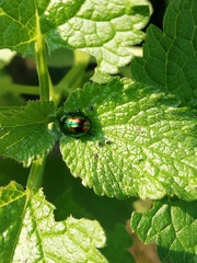 Chrysolina fastuosa