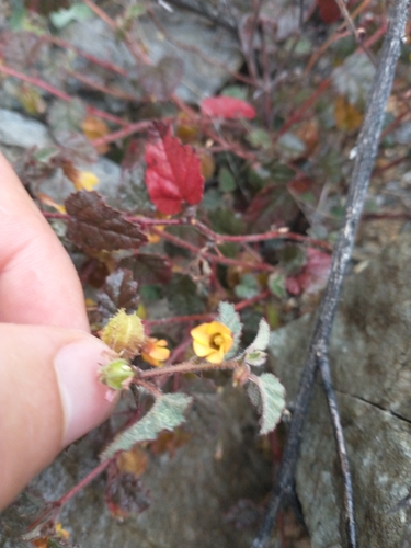 Image of Hermannia pauciflora by no rights reserved