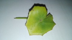 Senecio oxyriifolius