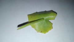 Senecio oxyriifolius