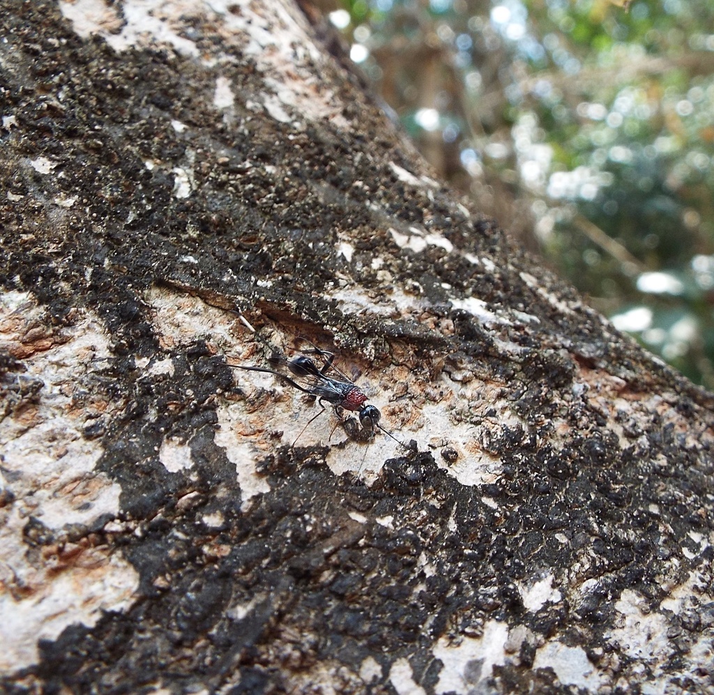 Pristaulacus ruficollis