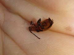 Ecnolagria rufescens