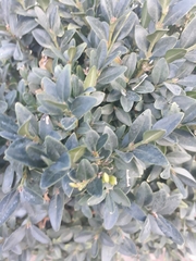 Buxus