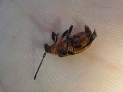 Ecnolagria rufescens