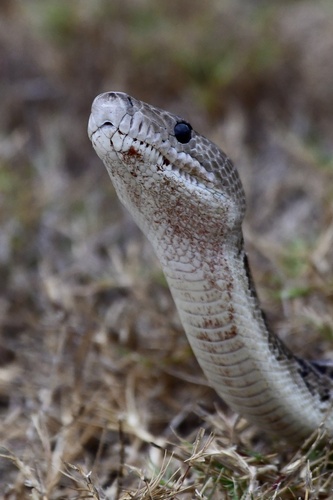 Cuban Boa, Chilabothrus angulifer