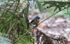 Ficedula hyperythra vulcani