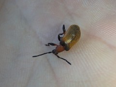 Ecnolagria rufescens