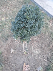 Buxus