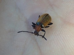 Ecnolagria rufescens