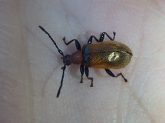 Ecnolagria rufescens