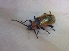 Ecnolagria rufescens