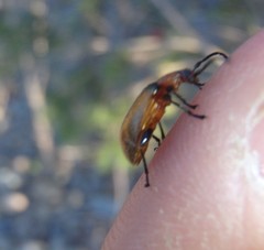 Ecnolagria rufescens