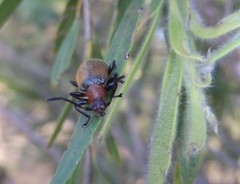 Ecnolagria rufescens