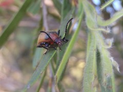 Ecnolagria rufescens