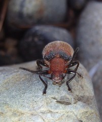 Ecnolagria rufescens