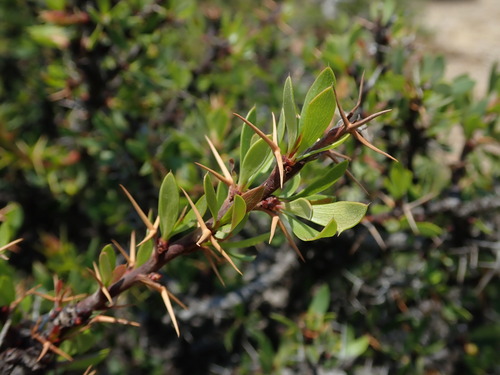 Berberis boliviana, photograph 5