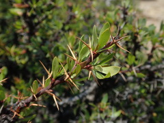 Nolan Exe, CC BY, iNaturalist via GBIF Berberis boliviana, photograph Nolan Exe, CC BY, iNaturalist via GBIF
