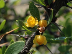 Berberis boliviana