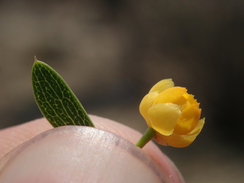 Berberis boliviana, photograph 1