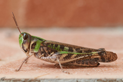 Rhammatocerus viatorius