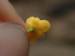 Nolan Exe, CC BY, iNaturalist via GBIF Berberis boliviana, photograph Nolan Exe, CC BY, iNaturalist via GBIF
