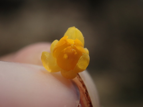 Berberis boliviana, photograph 2