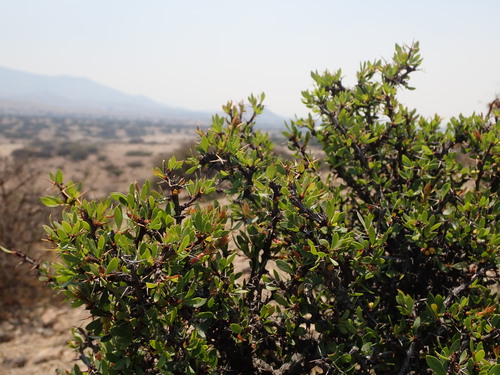 Berberis boliviana, photograph 4