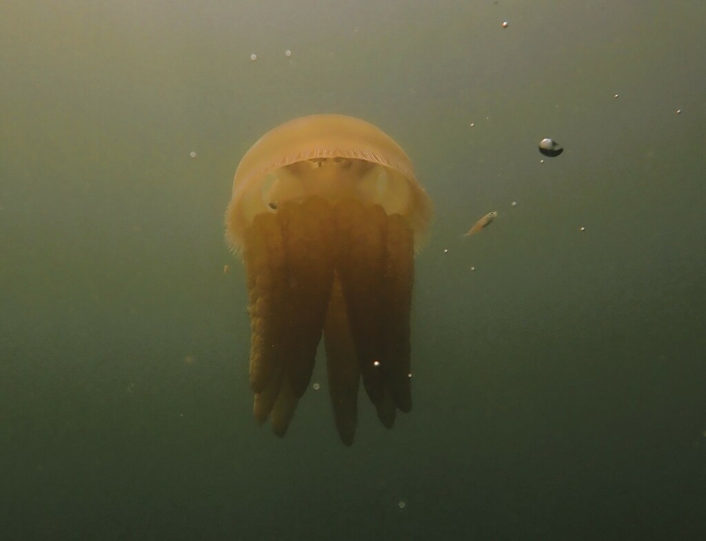 Blue Blubber Jelly from Sydney NSW, Australia on February 24, 2023 at