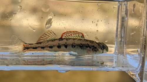 Duck Darter