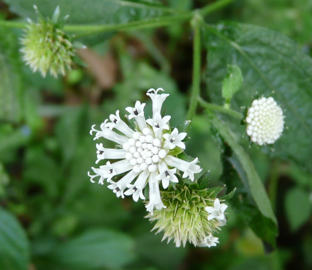 Melanthera