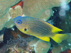 Golden Demoiselle photo 2