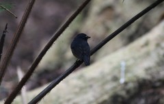 Ficedula hyperythra vulcani