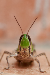 Rhammatocerus viatorius