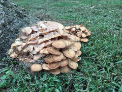 Desarmillaria caespitosa image