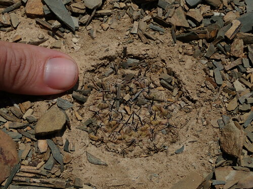 Parodia subterranea