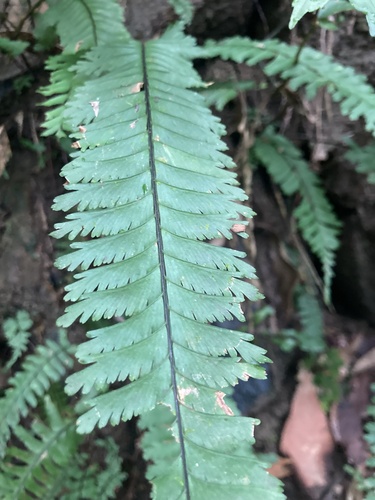 Hymenasplenium cheilosorum iNat (1)
