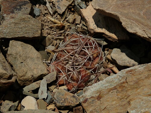 Parodia subterranea
