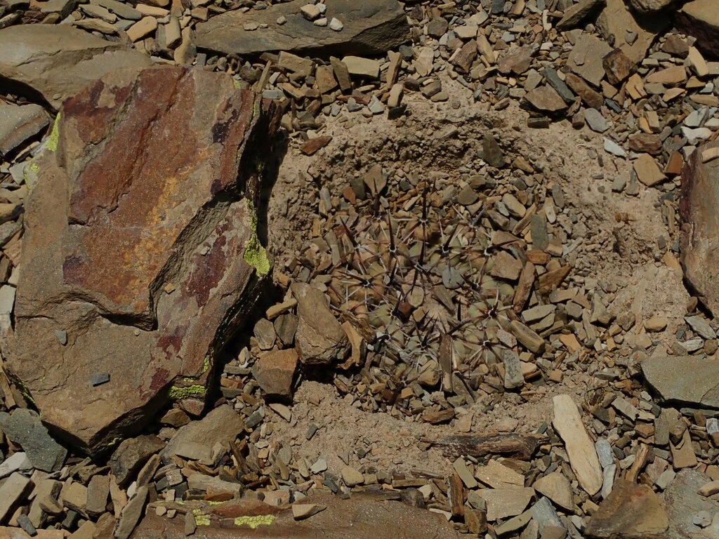 Parodia subterranea, Chuquisaca, BO